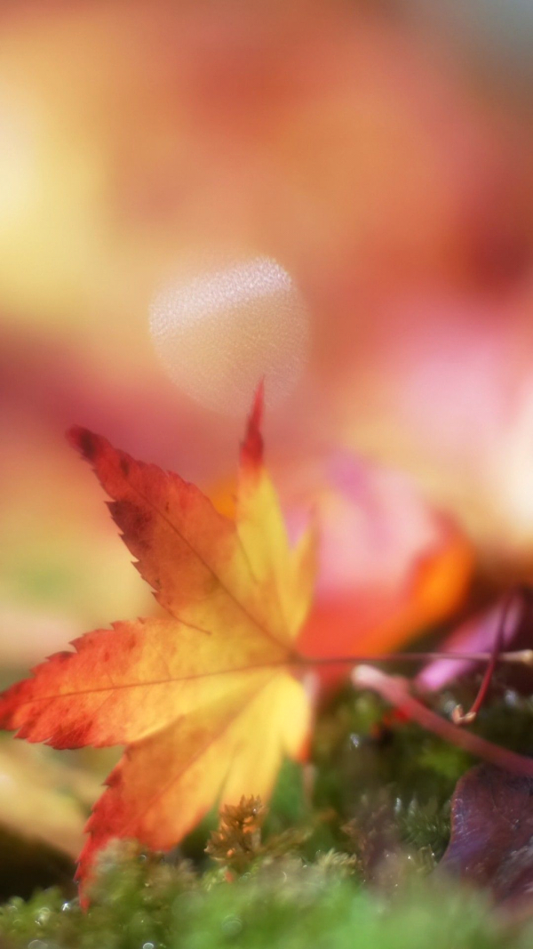 Hình ảnh vẻ đẹp của thiên nhiên chiếc lá mùa thu