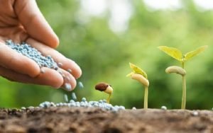 Giải đáp thế nào là bón phân hợp lý? Các tác hại của nó như thế nào?
