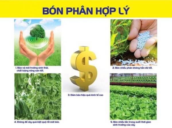 Giải đáp thế nào là bón phân hợp lý cho cây trồng?