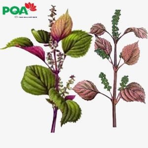 [Giải đáp thắc mắc] PQA Hen suyễn có tốt không? Giá bao nhiêu?