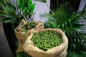 Đánh giá về cà phê xanh giảm cân trên thị trường