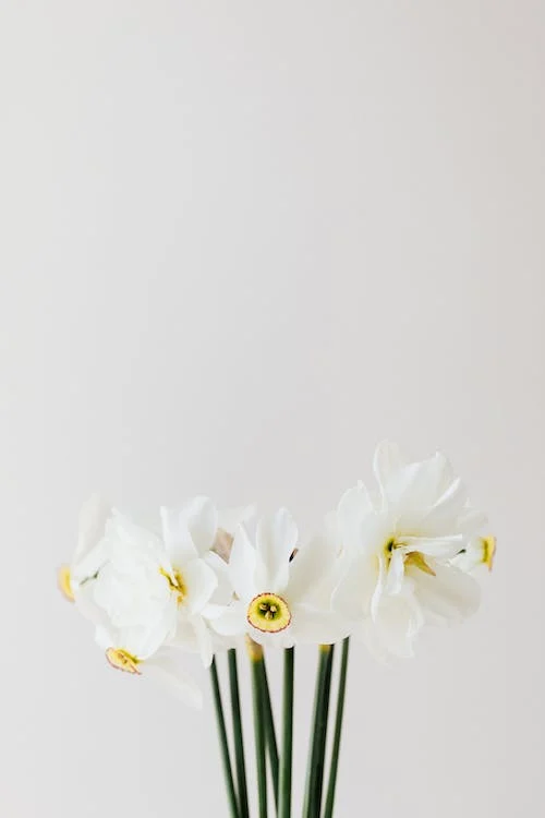 Background dọc đẹp với bông hoa trắng