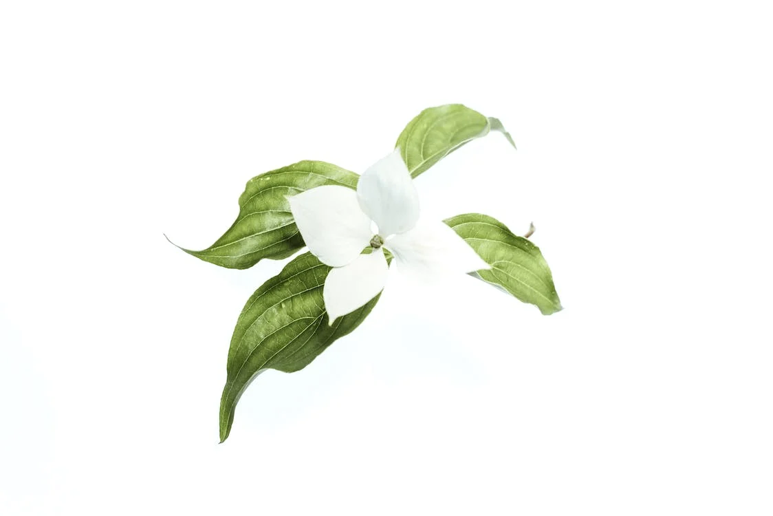 Lưu hình nền màu trắng tinh với bông hoa trắng