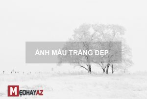 99 Ảnh Màu Trắng Đẹp Nhất Cho Máy Tính Và Điện Thoại Của Bạn