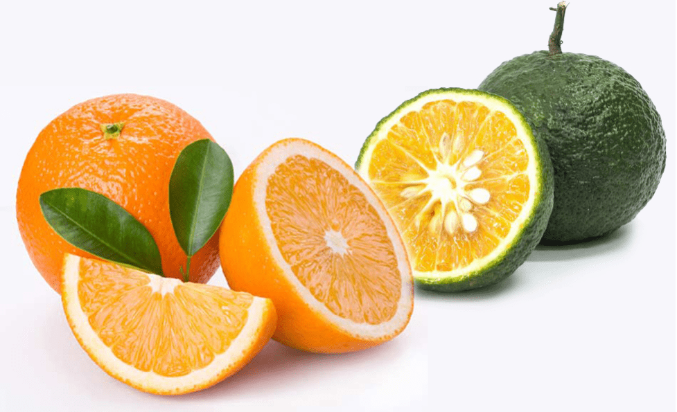 Một quả cam cung cấp 90% lượng vitamin C cần thiết hàng ngày