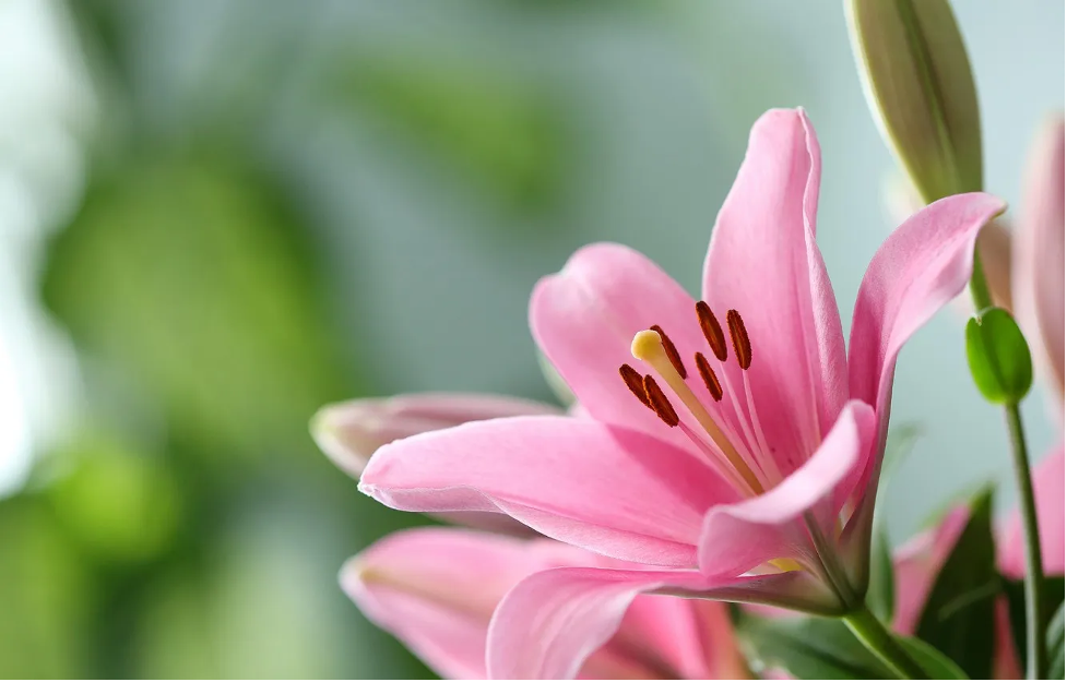 Tên các loài hoa đẹp và ý nghĩa hoa Tulip