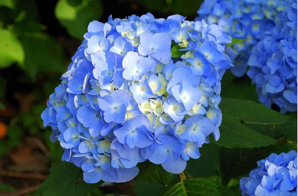 Ý nghĩa của hoa cẩm tú cầu xanh là gì?
