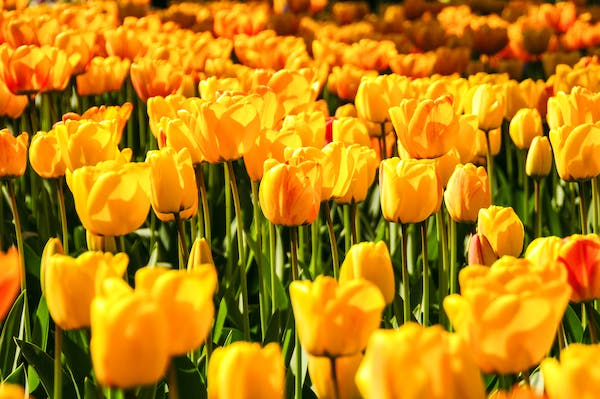 Hình nền máy tính hoa tulip vàng